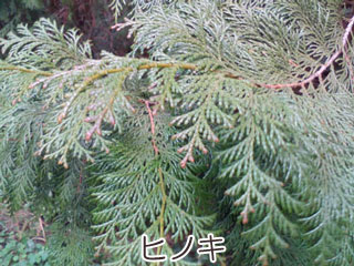 ヒノキの葉の画像