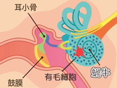 内耳の蝸牛の仕組みの写真