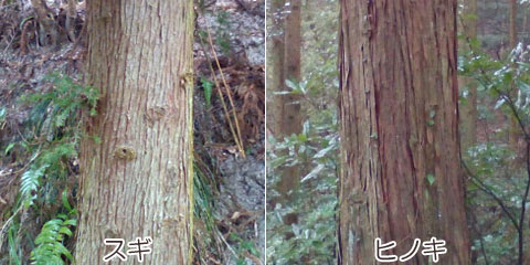 スギとヒノキの木肌（表面）の画像