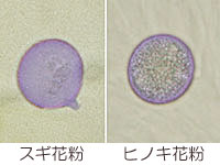 スギ花粉とヒノキ花粉の形状の画像