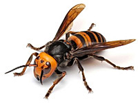 スズメバチの写真