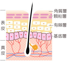 皮膚の血管構造