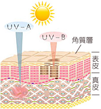 紫外線UVAとUVBによる肌ダメージ