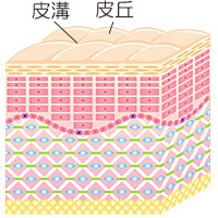 皮膚の構造・皮丘と皮溝