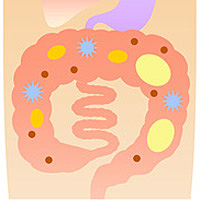 腸内細菌の画像